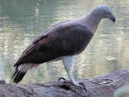 Find over 100+ of the best free bird images. Gray Headed Fish Eagle Haliaeetus Ichthyaetus Birds Of The World