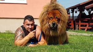 Departe de noi gândul de a fi altfel decât reverențioase în fața unui mastiff tibetan. Nu O SÄƒ È›i VinÄƒ A Crede Unde TrÄƒieÈ™te Boss Cel Mai Frumos Mastiff Tibetan Din Lume Animal Zoo