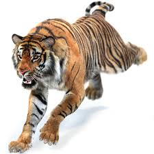 Pin On Tiger 3d Models