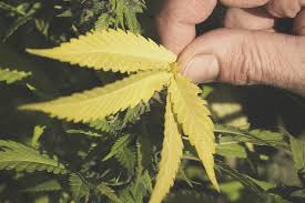 We did not find results for: The Causes And Solutions For Yellow Cannabis Leaves Rqs Blog