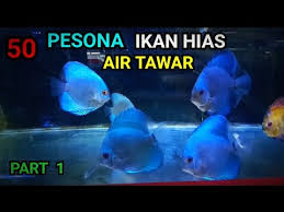 Karena air laut menjadi tokoh utama dalam film finding nemo. Jenis Jenis Ikan Hias Air Tawar Dan Nama Latinnya Youtube