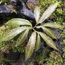 Image result for Amorphophallus