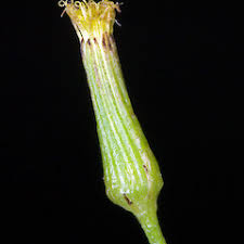 Image result for Senecio sp.no.4