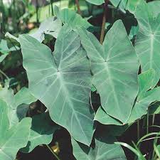 Read about creating the ideal growing environment most elephant ear plants respond well to soils amended with organic matter. Taro Elephant Ear Colocasia Esculenta My Garden Life