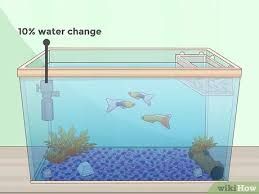 Er ist heute schon ein ausgewachsener junge … Guppies Futtern 13 Schritte Mit Bildern Wikihow