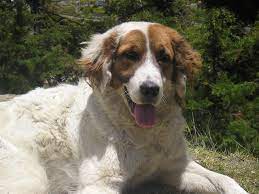 Mucuchies Venezuelan Sheepdog Snowy Nevado Paramo S Dog Perro De Los Paramos Rare Dogs Dog Breeds Beautiful Dogs