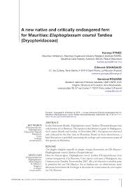 Image result for Elaphoglossum macropodium