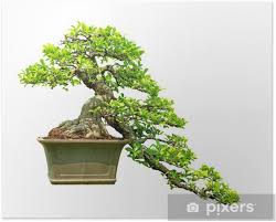 Get it as soon as thu, jun 24. Bonsai Tree Isolated On White Background Poster Pixers We Live To Change