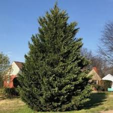 Italian cypress trees (cupressus sempervirens) are good privacy screens and live 50 to 150 years. 15 Leyland Cypress Trees Live Plants 6 12 Tall 2 5 Pots Ships Potted Ebay