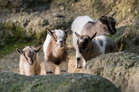 Kids At Zoo Basel Enjoy Springtime Baby Goats