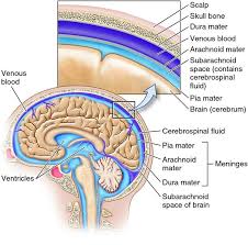 This site was designed for students of anatomy and physiology. Pin On A P Cns