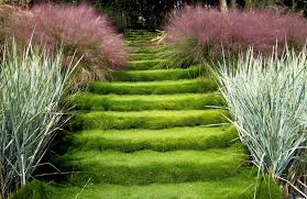 Maybe you would like to learn more about one of these? Gardening 101 Zoysia Grass Gardenista