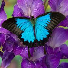 They flitter and float around in the air, and their gracefulness mesmerizes us. How To Attract Butterflies Better Homes And Gardens