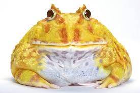 Ornate horned frogs tend to be a medium to dark green or yellow colour with red and black patches in their patterning. Ceratophrys Cranwelli Albinos 2 Frog Species Cute Frogs Animal Study