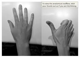 Palpable Anatomy The Anatomical Snuffbox Bone Broke The styloid process of the radius. the anatomical snuffbox