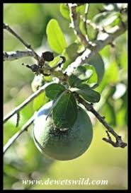 Image result for Strychnos madagascariensis