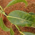 Image result for Psychotria succulenta