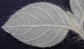 Image result for Virectaria major