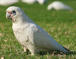 Jangan lupa klik share, like dan tweet untuk gambar ini. 10 Macam Jenis Burung Kakak Tua Yang Populer Di Indonesia