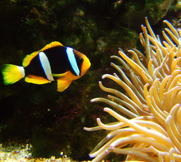 Mga resulta ng larawan para sa Clown Fish (Amphiprion clarkii)"