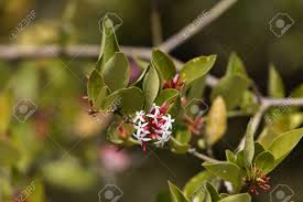 Image result for Carissa spinarum