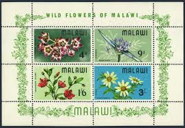 Image result for Bidens pinnatipartita