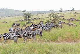 Looking for african wildlife list? Savanna Wildlife Ask A Biologist