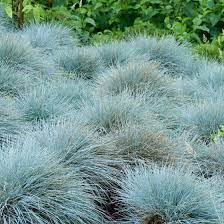 Elijah Blue Fescue Grass Festuca American Meadows Shade Grass Blue Fescue Ornamental Grasses For Shade