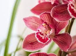 Information About Cattleya Orchid How To Grow Cattleya Orchids