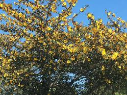 Butterflies are very happy with this tree. Tree With Yellow Flowers Id