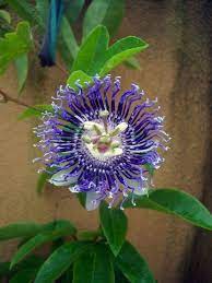Jhumkolata Or Passion Flower Flowers Passion Flower Plants