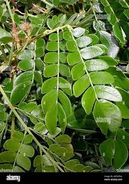 Image result for Samanea saman