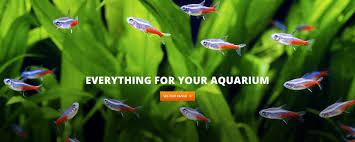 For dogs, cats, fish, birds, horses, and more, amazon pet supplies has lots to offer. Aquaholics Online Aquarium Supplies Live Fish And Fishtank Plants