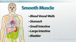 Bone marrow is a tissue found inside bones. Skeletal System And Muscular System Video Lesson Transcript Study Com