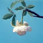 Image result for Ascolepis lineariglumis