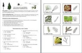 Science Stuff Teaching Classification And Taxonomy Fun Dichotomous Key Taxonomy Plant Classification
