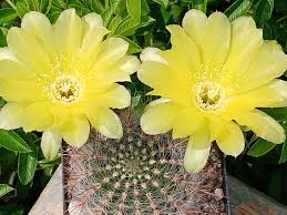 Image result for Cavacoa aurea