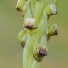 Image result for Corycium dracomontanum