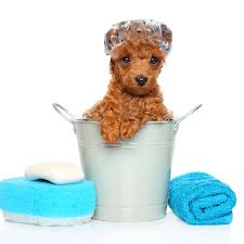 We found 135 results for do it yourself dog wash in or near n ft myers, fl. Self Serve Self Washing Dog Wash Station In Cranberry Twp At Healthy Pet Products