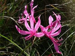 Image result for Nerine gaberonensis