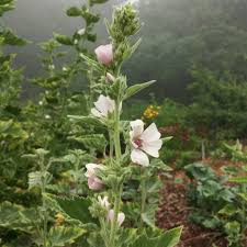 Marshmallow plants enjoy moist fertile soil and a sunny spot. Marshmallow Althaea Officinalis Seed Packet Edgewood Nursery