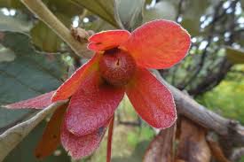 Image result for Monotes magnificus