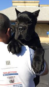 Cane Corso Puppy Cane Corso Puppy 2020 Yavru Kopek Cane Corso Sevimli Kopekler