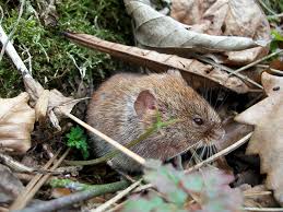 Maybe you would like to learn more about one of these? Die Aktuelle Hantavirus Situation Friedrich Loeffler Institut