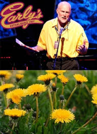 Ideal for spot weeding isolated patches of dandelions and weeds. Getting Rid Of Dandelions Early S Farm Garden Centre