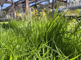 Image result for Agrostis