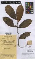 Image result for Sorindeia katangensis