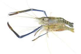 Live Freshwater Prawn 1 2 Inch Live Freshwater Shrimp 1 2 Inch Aquaponics Aquaponics Fish Aquaponics Aquarium