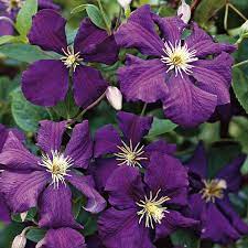 (clematis) take your garden to new heights with the vertical color of jackmanni clematis. Clematis Jackmanii Superba Clematis Jackmanii Clematis Climbing Hydrangea