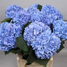 Hydrangeas with white or cream flowers, such as annabelle hydrangeas, oakleaf hydrangeas and members of the peegee family, can only hydrangeas with bloom colors that range from pink through blue and purple usually belong to the hydrangea cultivars known as mopheads and lacecaps. Hydrangea Royal Navy Blue 50cm Wholesale Dutch Flowers Florist Supplies Uk